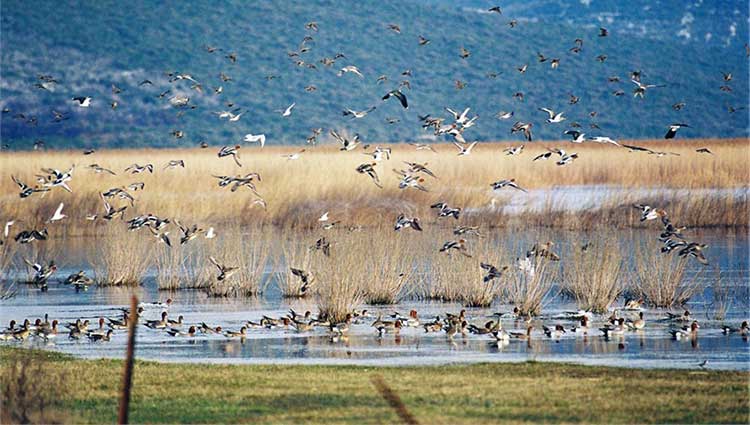 Vransko jezero